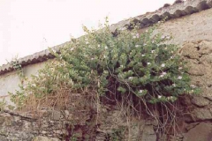 borgo_2003072