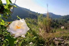borgo_2007016