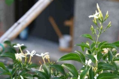 borgo_2007019