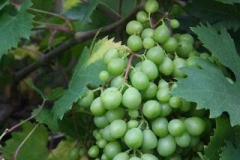 borgo_2007022