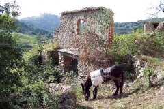 radici_memoria2005008